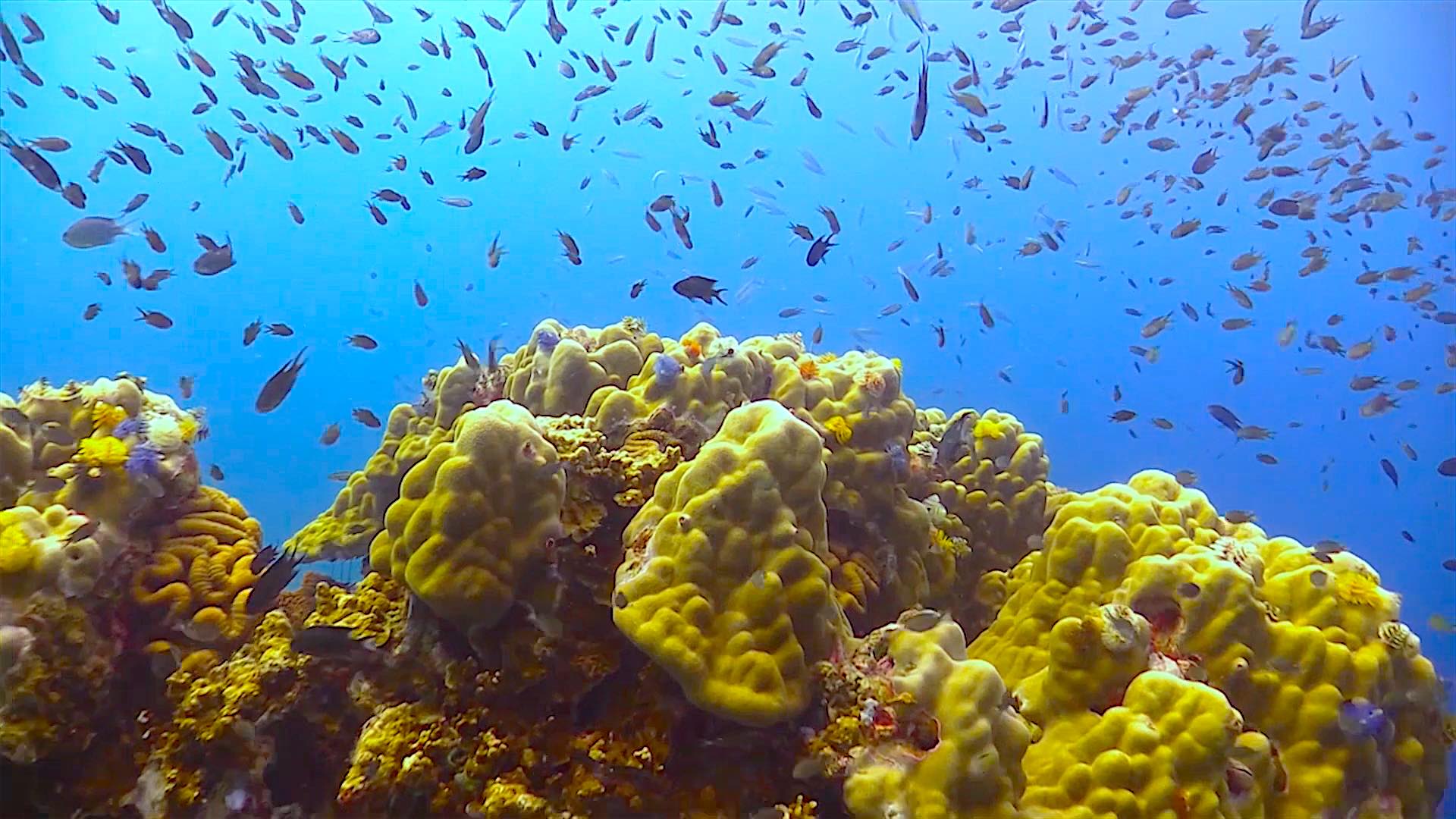 https://mdw-travel-data-us-east-1.s3.amazonaws.com/img/country/Thailand/Green-Rock-Dive-Site/img_03.jpg