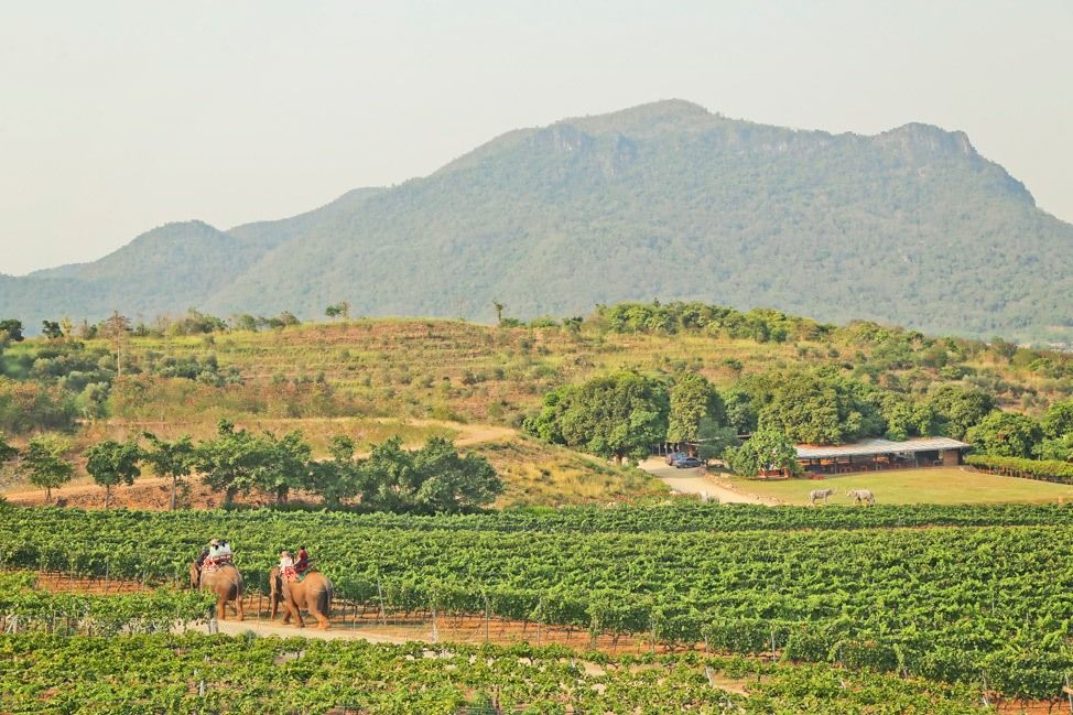 https://mdw-travel-data-us-east-1.s3.amazonaws.com/img/country/Thailand/Hua-Hin-Hills-Vineyard/img_01.jpg