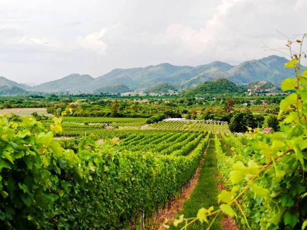 https://mdw-travel-data-us-east-1.s3.amazonaws.com/img/country/Thailand/Hua-Hin-Hills-Vineyard/img_03.jpg