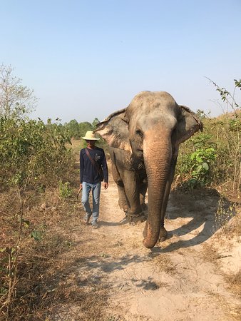https://mdw-travel-data-us-east-1.s3.amazonaws.com/img/country/Thailand/Hutsadin-Elephant-Foundation/img_01.jpg