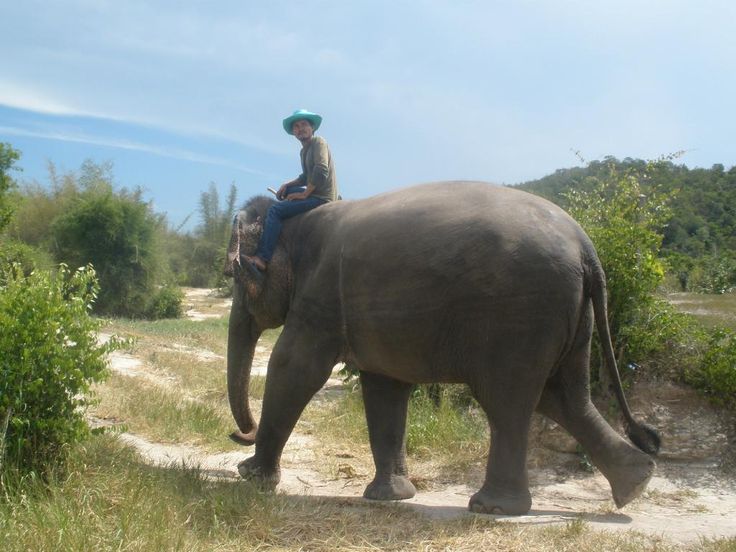 https://mdw-travel-data-us-east-1.s3.amazonaws.com/img/country/Thailand/Hutsadin-Elephant-Foundation/img_02.jpg