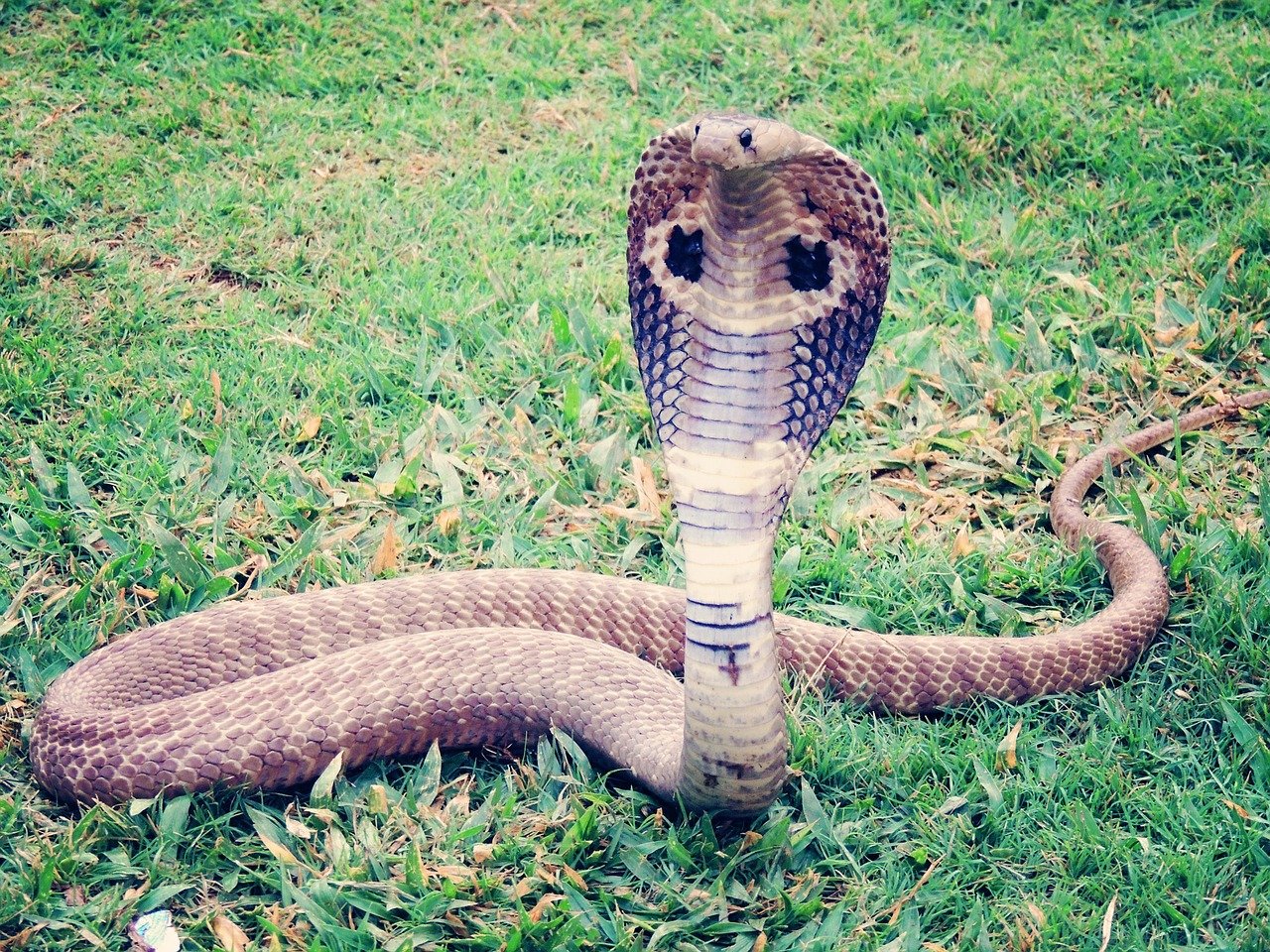 https://mdw-travel-data-us-east-1.s3.amazonaws.com/img/country/Thailand/King-Cobra-Village/img_01.jpg