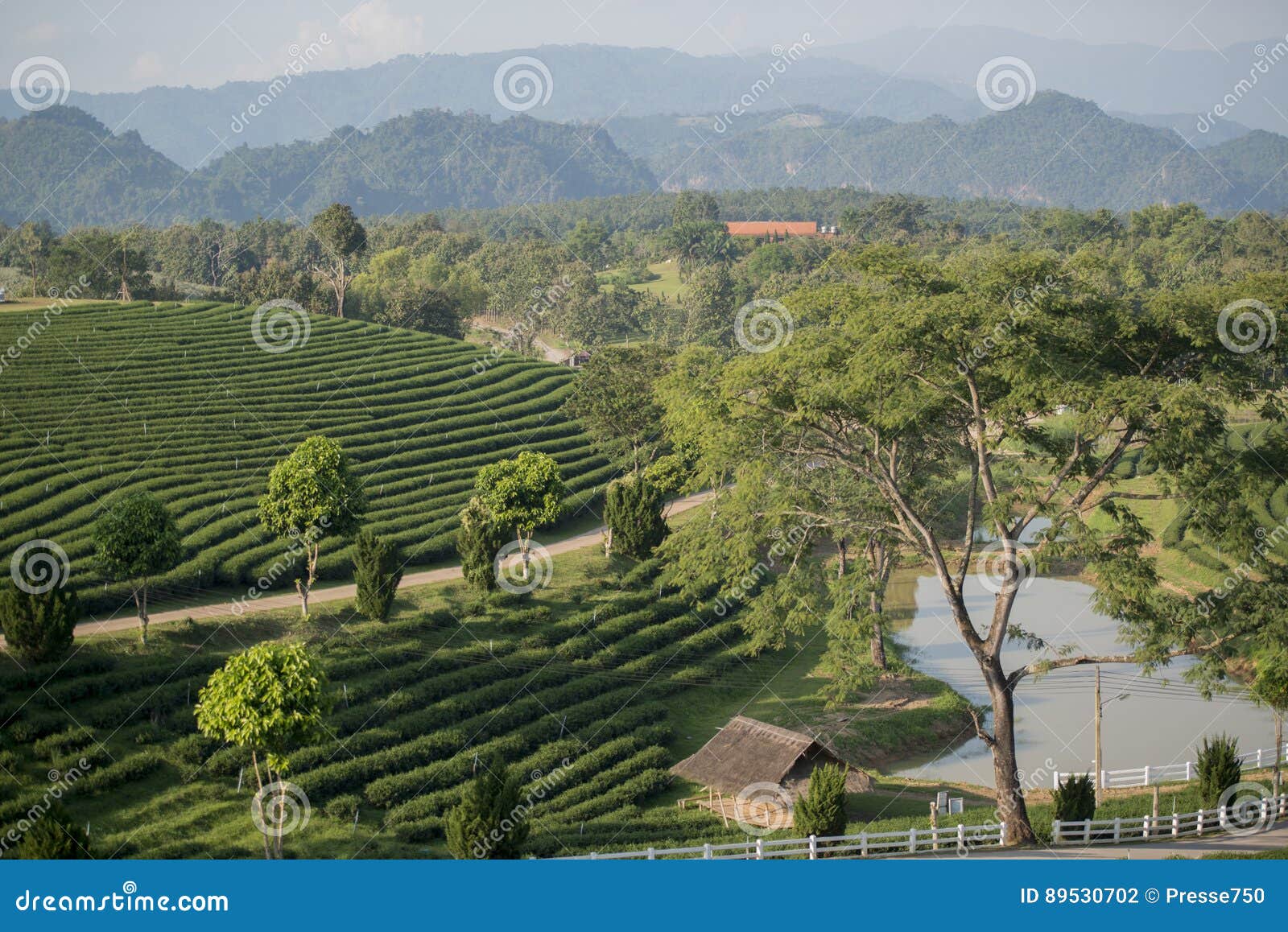 https://mdw-travel-data-us-east-1.s3.amazonaws.com/img/country/Thailand/Mae-Chan-Tea-House-&-Plantation/img_02.jpg