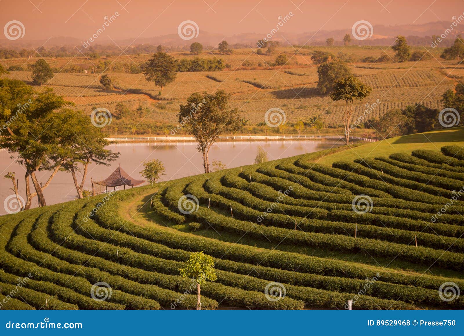 https://mdw-travel-data-us-east-1.s3.amazonaws.com/img/country/Thailand/Mae-Chan-Tea-House-&-Plantation/img_03.jpg