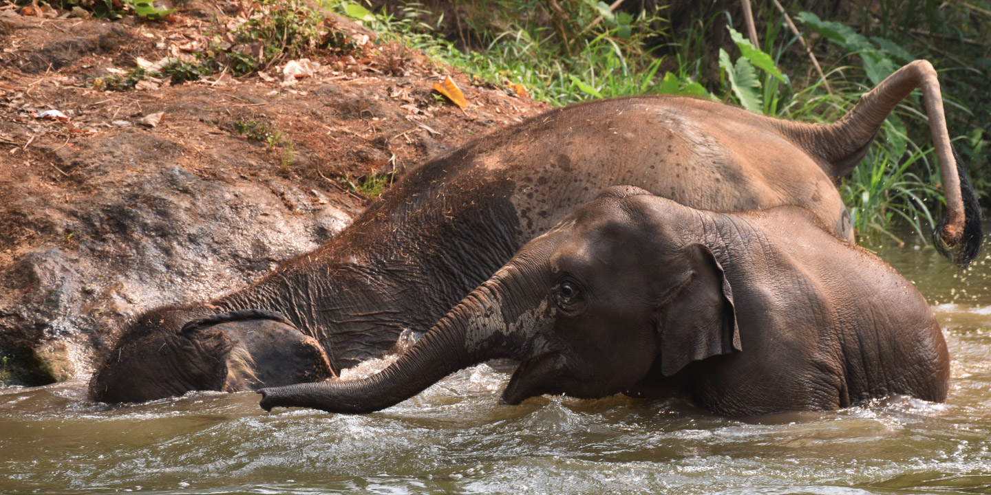 https://mdw-travel-data-us-east-1.s3.amazonaws.com/img/country/Thailand/Maesa-Elephant-Camp/img_01.jpg