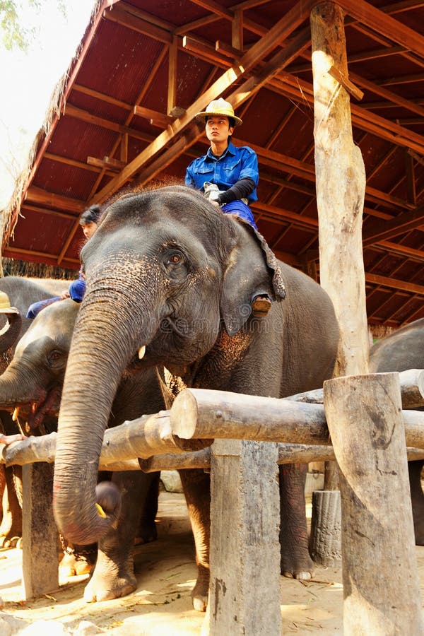 https://mdw-travel-data-us-east-1.s3.amazonaws.com/img/country/Thailand/Maesa-Elephant-Camp/img_02.jpg
