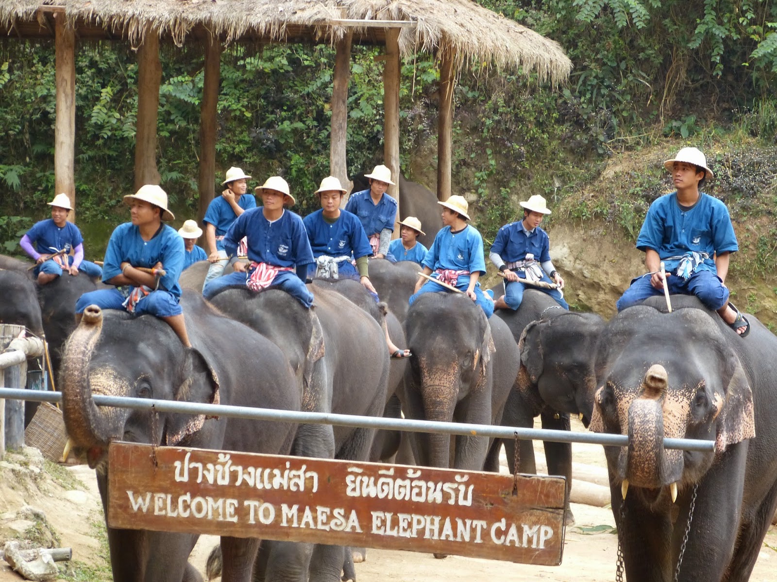 https://mdw-travel-data-us-east-1.s3.amazonaws.com/img/country/Thailand/Maesa-Elephant-Camp/img_03.jpg