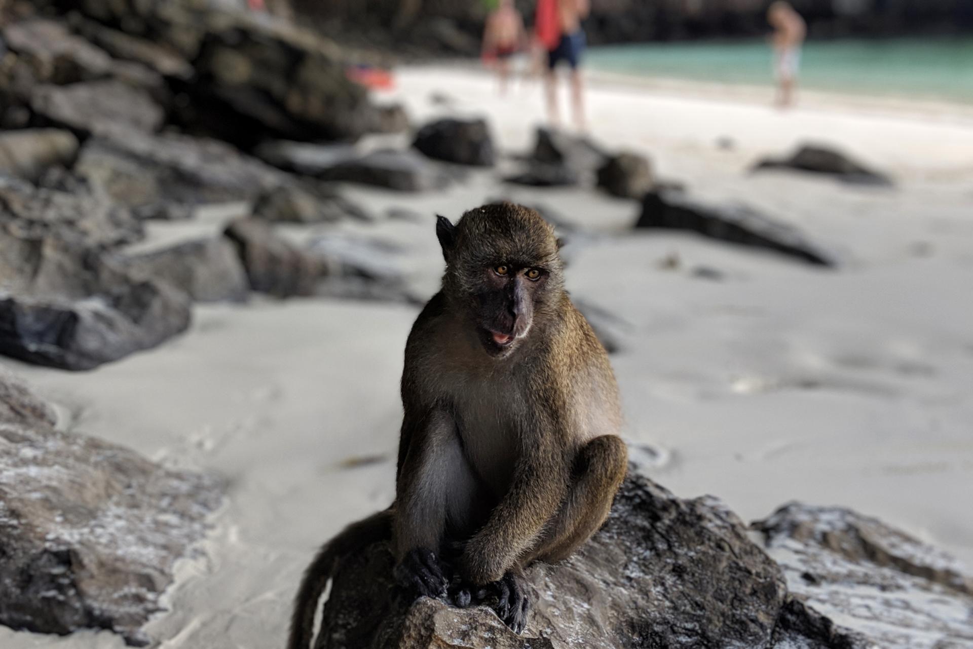 https://mdw-travel-data-us-east-1.s3.amazonaws.com/img/country/Thailand/Monkey-Beach/img_01.jpg