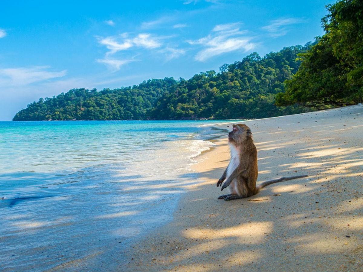 https://mdw-travel-data-us-east-1.s3.amazonaws.com/img/country/Thailand/Monkey-Beach/img_02.jpg