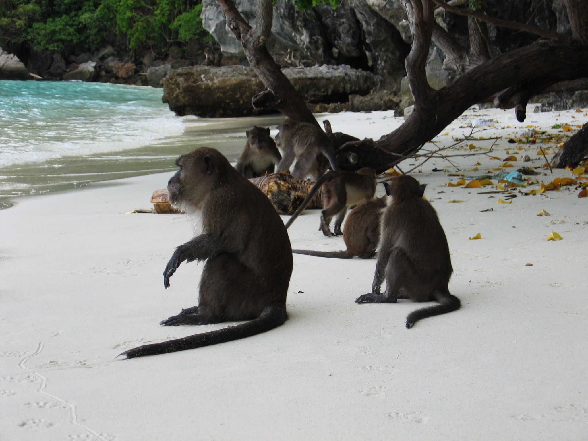 https://mdw-travel-data-us-east-1.s3.amazonaws.com/img/country/Thailand/Monkey-Beach/img_03.jpg
