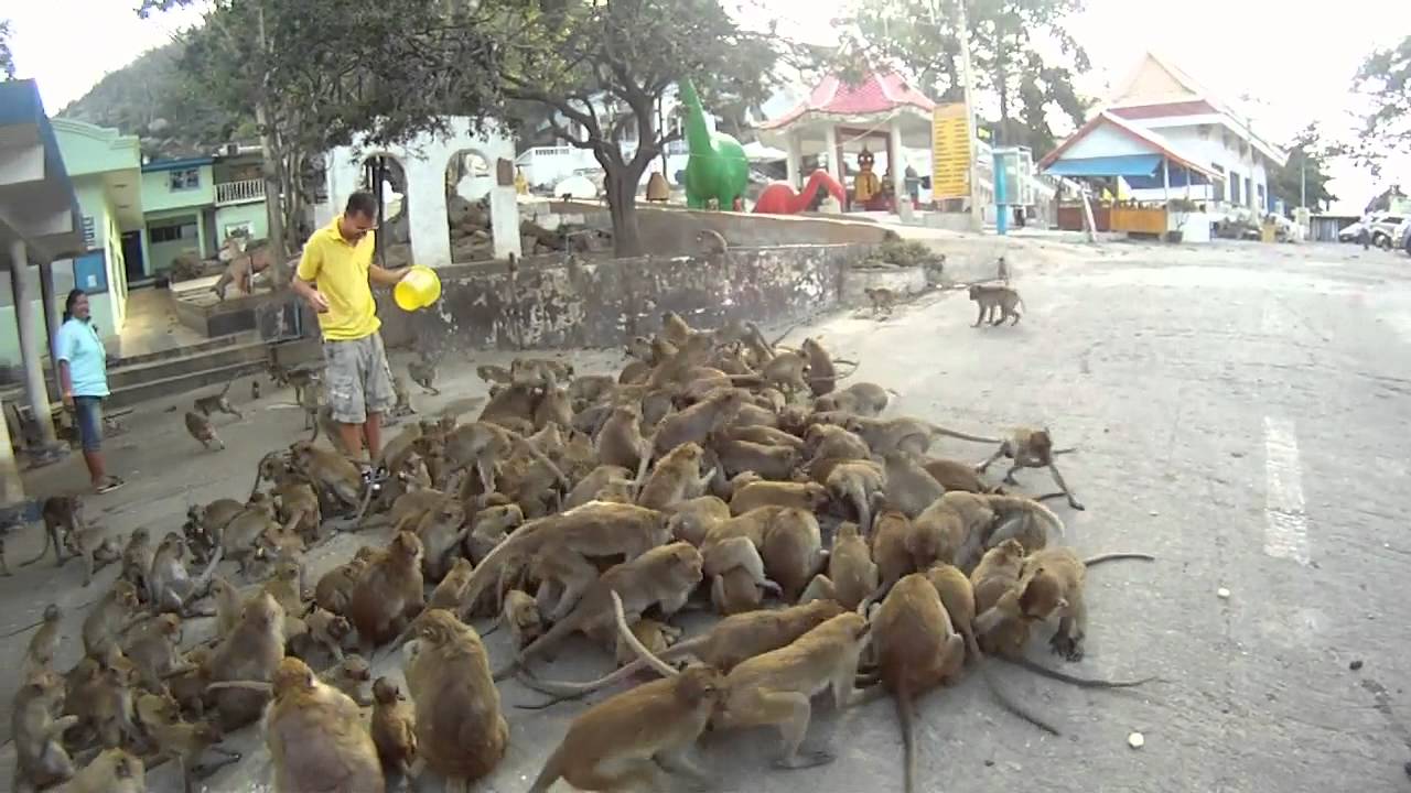 https://mdw-travel-data-us-east-1.s3.amazonaws.com/img/country/Thailand/Monkey-Mountain--Khao-Takiab-/img_02.jpg