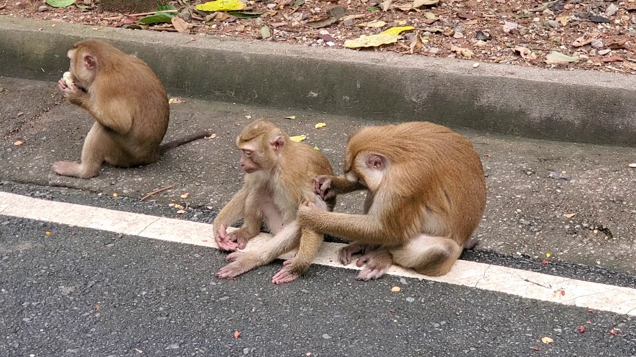 https://mdw-travel-data-us-east-1.s3.amazonaws.com/img/country/Thailand/Monkey-Mountain--Khao-Takiab-/img_03.jpg