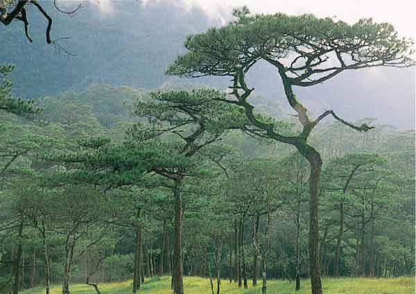 https://mdw-travel-data-us-east-1.s3.amazonaws.com/img/country/Thailand/Nam-Nao-National-Park/img_01.jpg