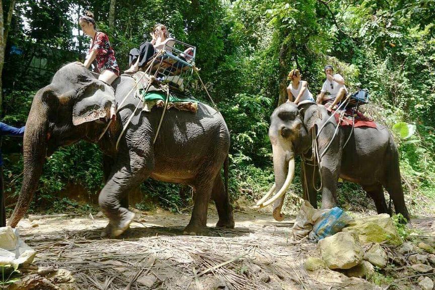 https://mdw-travel-data-us-east-1.s3.amazonaws.com/img/country/Thailand/Namuang-Safari-Park/img_00.jpg
