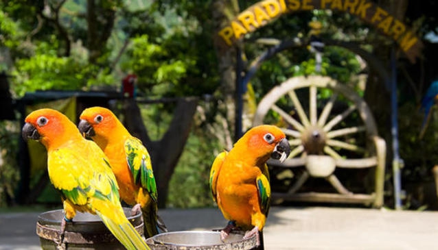 https://mdw-travel-data-us-east-1.s3.amazonaws.com/img/country/Thailand/Paradise-Park-Farm/img_00.jpg