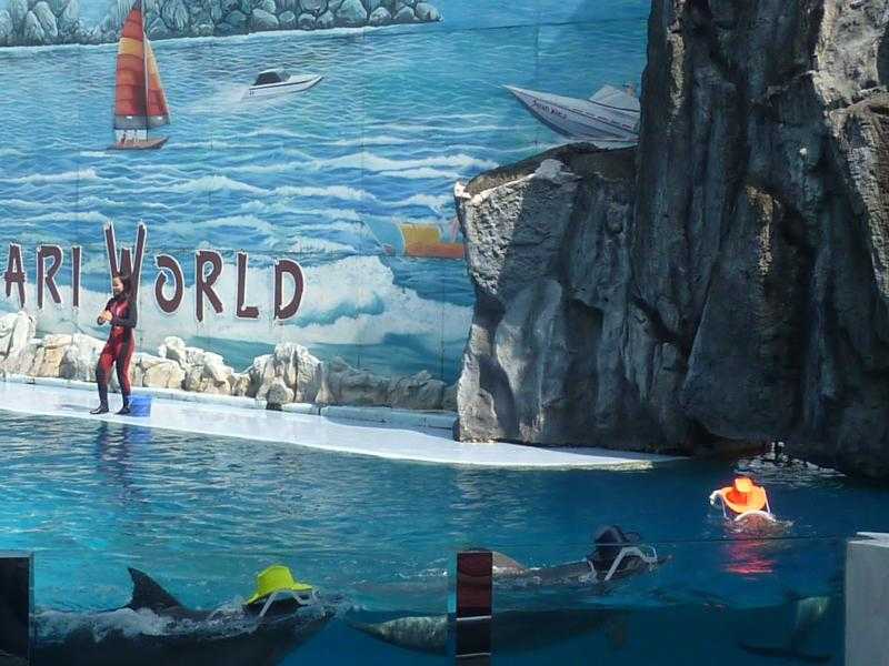https://mdw-travel-data-us-east-1.s3.amazonaws.com/img/country/Thailand/Pattaya-Dolphin-World/img_03.jpg