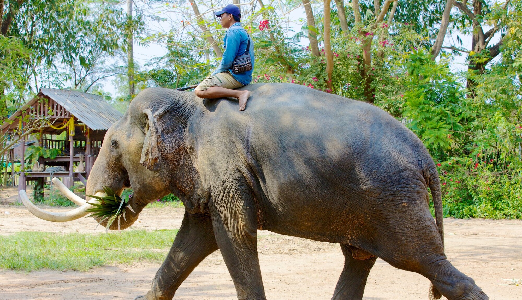 https://mdw-travel-data-us-east-1.s3.amazonaws.com/img/country/Thailand/Pattaya-Elephant-Village/img_01.jpg