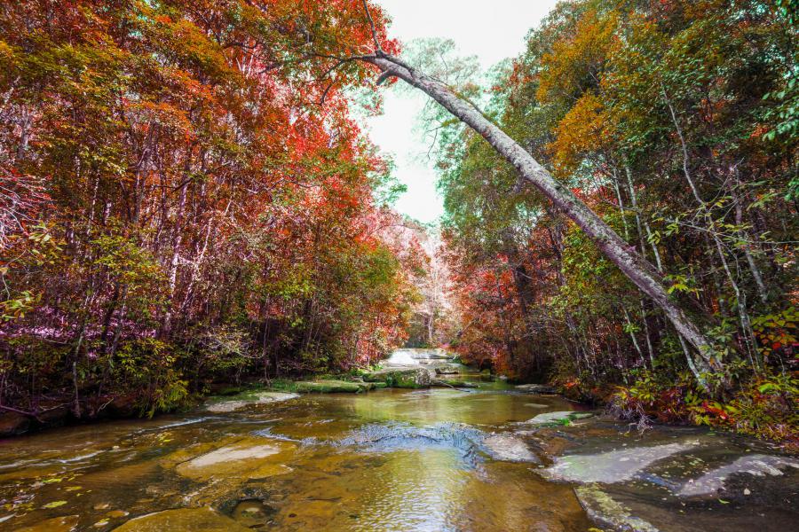 https://mdw-travel-data-us-east-1.s3.amazonaws.com/img/country/Thailand/Phu-Kradueng-National-Park/img_03.jpg