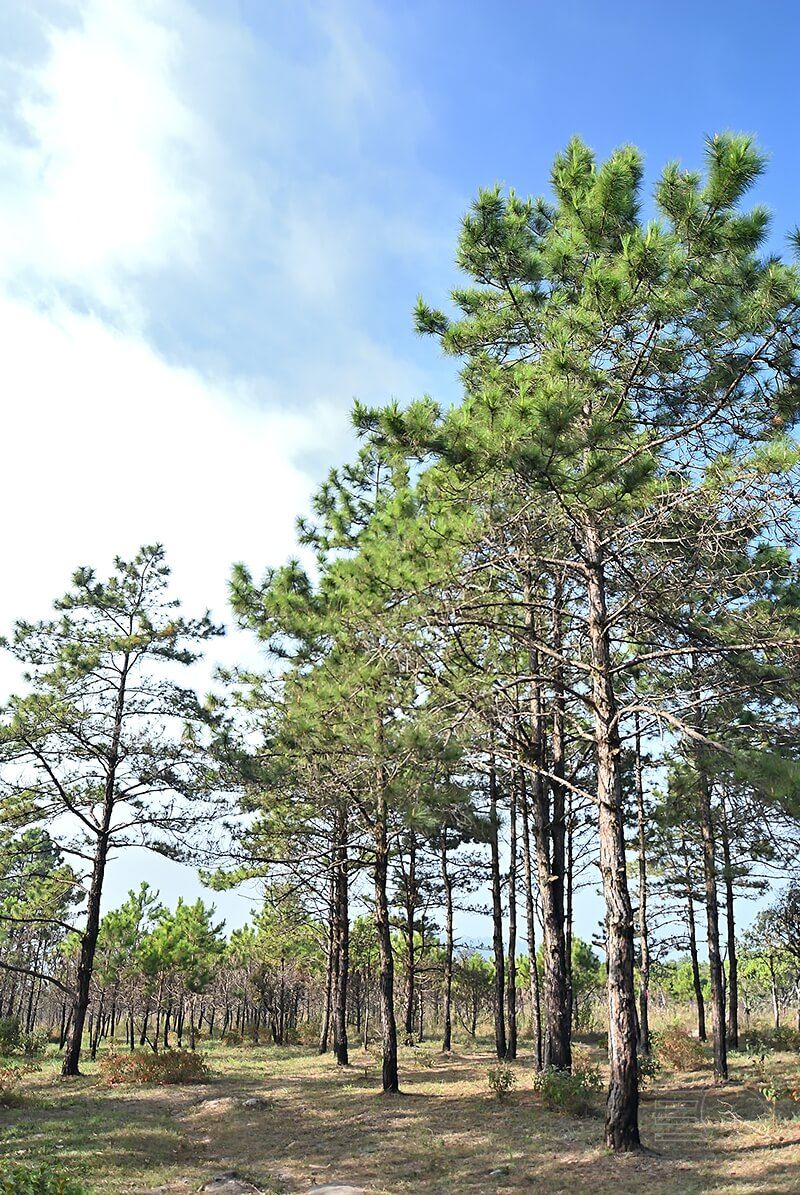 https://mdw-travel-data-us-east-1.s3.amazonaws.com/img/country/Thailand/Phu-Ruea-National-Park/img_02.jpg