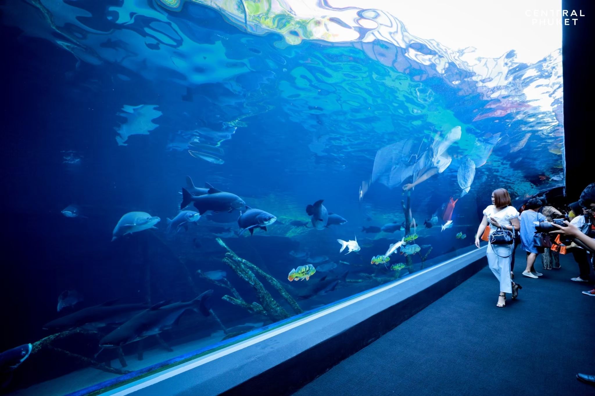https://mdw-travel-data-us-east-1.s3.amazonaws.com/img/country/Thailand/Phuket-Aquarium/img_00.jpg