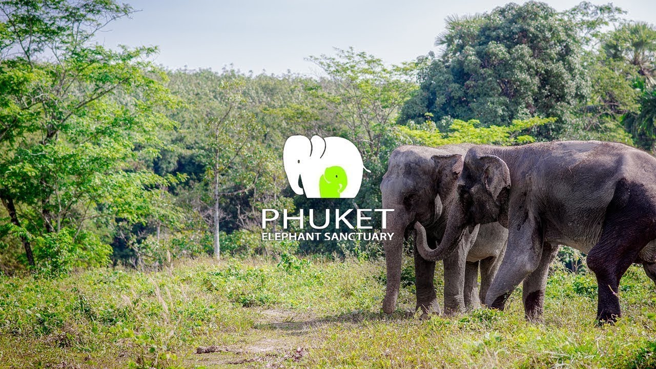 https://mdw-travel-data-us-east-1.s3.amazonaws.com/img/country/Thailand/Phuket-Elephant-Sanctuary/img_00.jpg