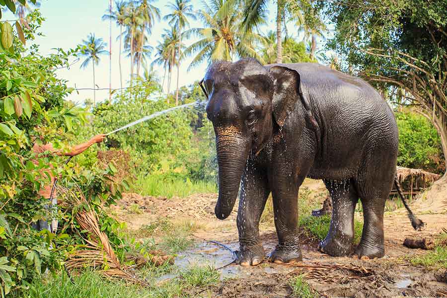 https://mdw-travel-data-us-east-1.s3.amazonaws.com/img/country/Thailand/Phuket-Elephant-Sanctuary/img_02.jpg