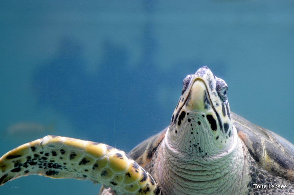 https://mdw-travel-data-us-east-1.s3.amazonaws.com/img/country/Thailand/Rayong-Aquarium/img_03.jpg