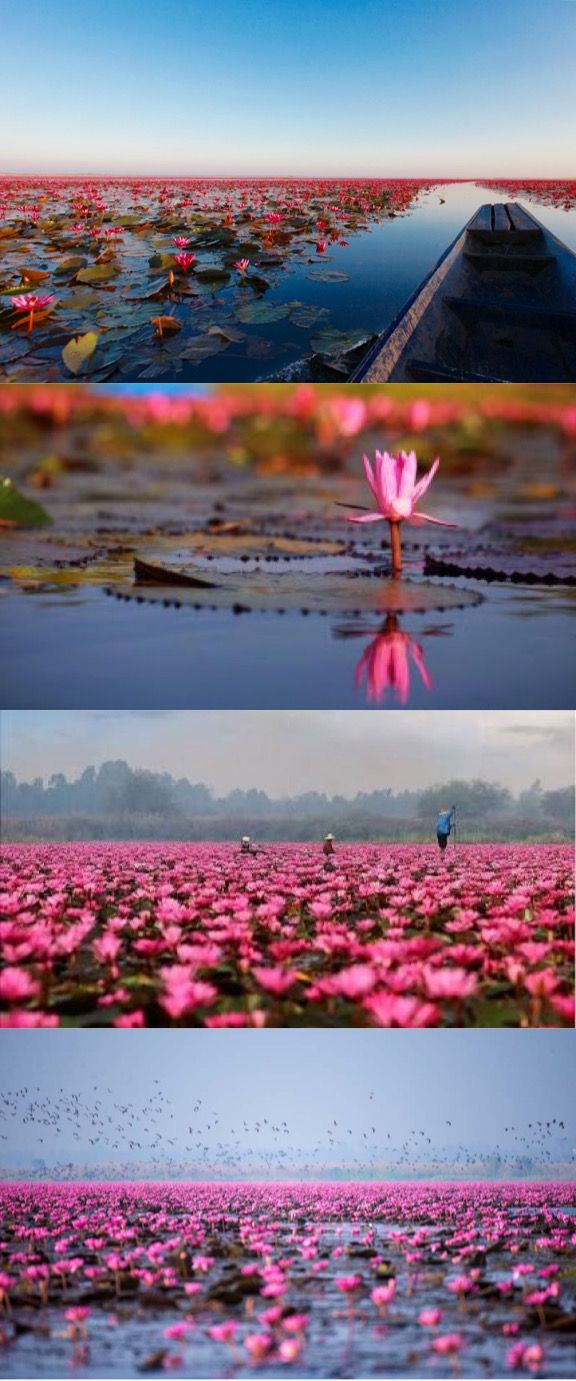 https://mdw-travel-data-us-east-1.s3.amazonaws.com/img/country/Thailand/Red-Lotus-Sea-Talay-Bua-Daeng/img_02.jpg