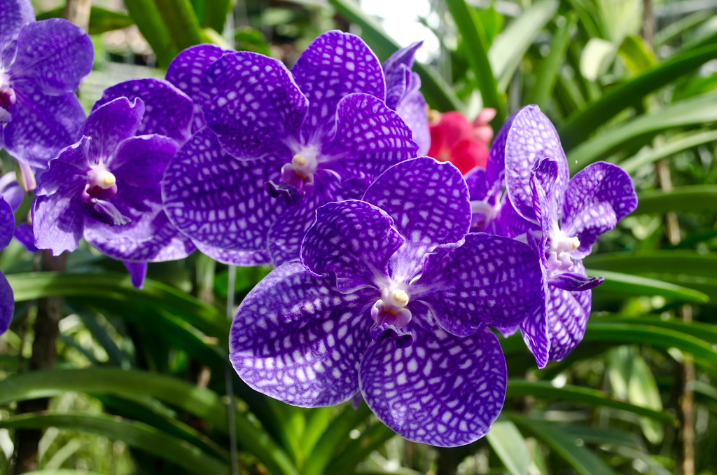 https://mdw-travel-data-us-east-1.s3.amazonaws.com/img/country/Thailand/Sai-Thai-Orchid-Farm/img_01.jpg