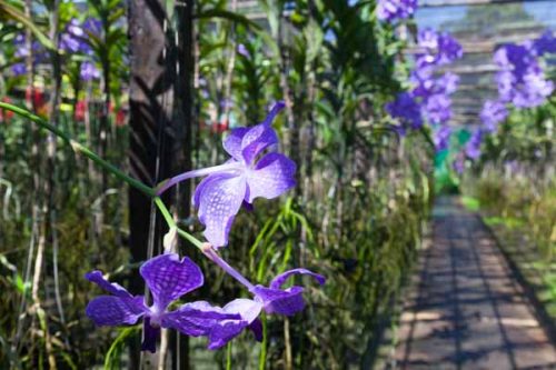 https://mdw-travel-data-us-east-1.s3.amazonaws.com/img/country/Thailand/Sai-Thai-Orchid-Farm/img_02.jpg