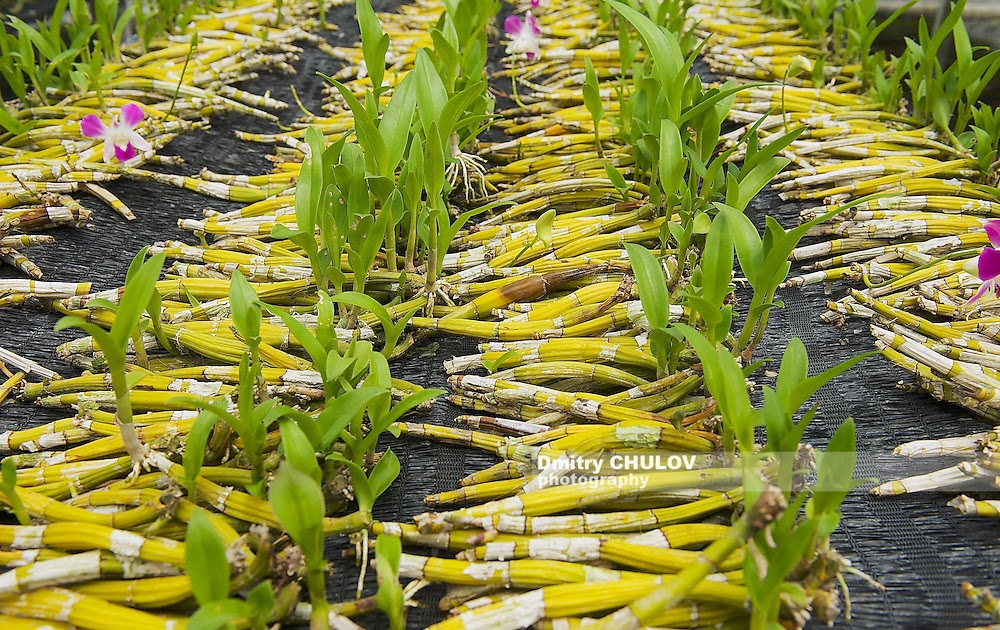 https://mdw-travel-data-us-east-1.s3.amazonaws.com/img/country/Thailand/Sai-Thai-Orchid-Farm/img_03.jpg