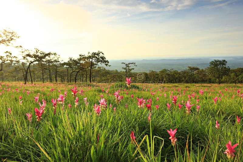 https://mdw-travel-data-us-east-1.s3.amazonaws.com/img/country/Thailand/Sai-Thong-National-Park/img_01.jpg