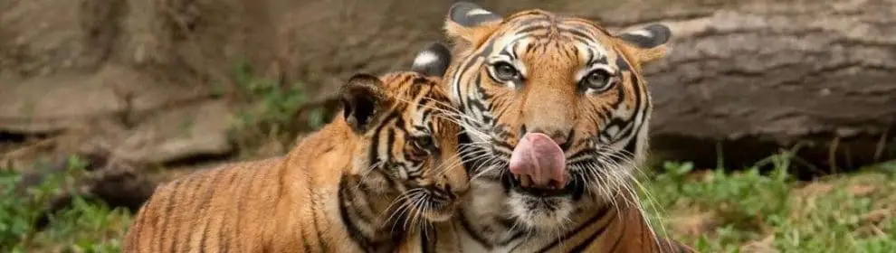 https://mdw-travel-data-us-east-1.s3.amazonaws.com/img/country/Thailand/Samui-Aquarium-and-Tiger-Zoo/img_00.jpg