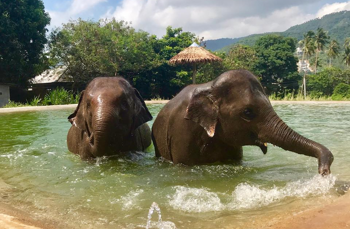 https://mdw-travel-data-us-east-1.s3.amazonaws.com/img/country/Thailand/Samui-Elephant-Sanctuary/img_01.jpg