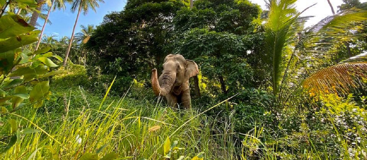 https://mdw-travel-data-us-east-1.s3.amazonaws.com/img/country/Thailand/Samui-Elephant-Sanctuary/img_03.jpg