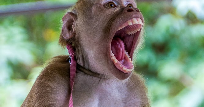 https://mdw-travel-data-us-east-1.s3.amazonaws.com/img/country/Thailand/Samui-Monkey-Theatre/img_03.jpg