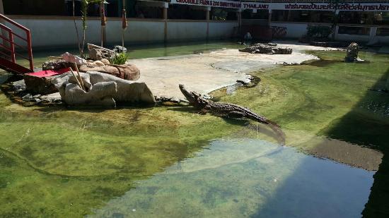 https://mdw-travel-data-us-east-1.s3.amazonaws.com/img/country/Thailand/Samut-Prakan-Crocodile-Farm-and-Zoo/img_00.jpg