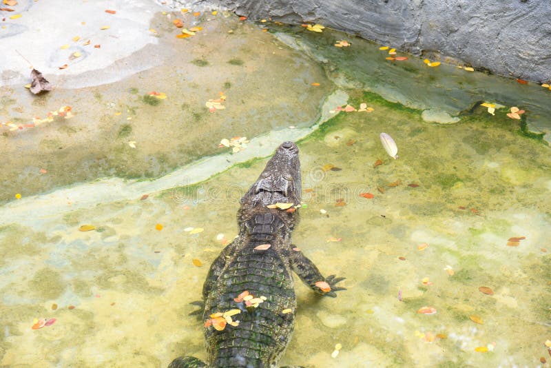 https://mdw-travel-data-us-east-1.s3.amazonaws.com/img/country/Thailand/Samut-Prakan-Crocodile-Farm-and-Zoo/img_03.jpg