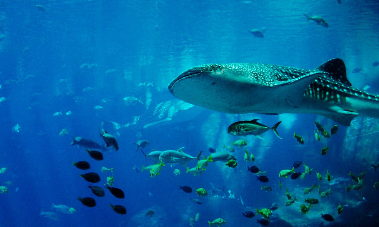https://mdw-travel-data-us-east-1.s3.amazonaws.com/img/country/Thailand/Sea-Life-Bangkok-Ocean-World/img_01.jpg