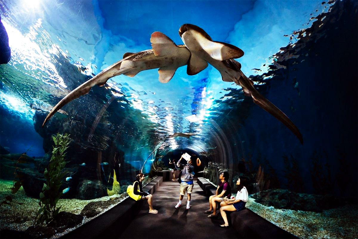https://mdw-travel-data-us-east-1.s3.amazonaws.com/img/country/Thailand/Sea-Life-Bangkok-Ocean-World/img_02.jpg