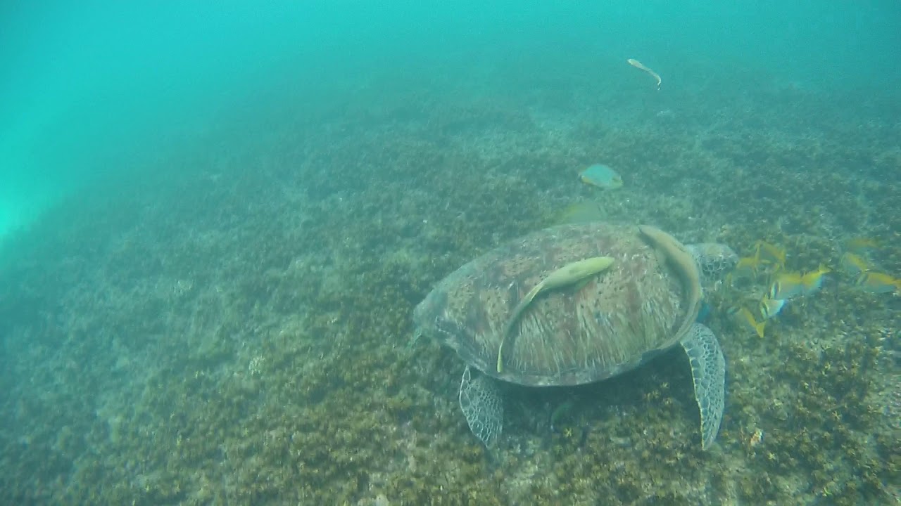 https://mdw-travel-data-us-east-1.s3.amazonaws.com/img/country/Thailand/Shark-Bay/img_01.jpg