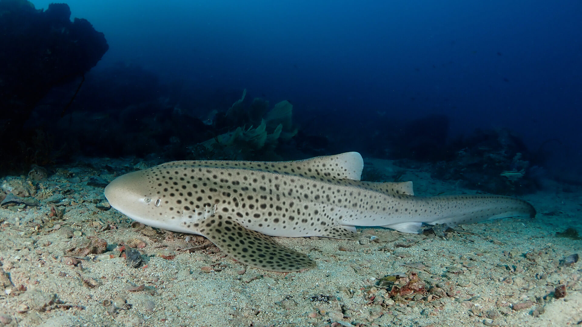 https://mdw-travel-data-us-east-1.s3.amazonaws.com/img/country/Thailand/Shark-Point/img_02.jpg