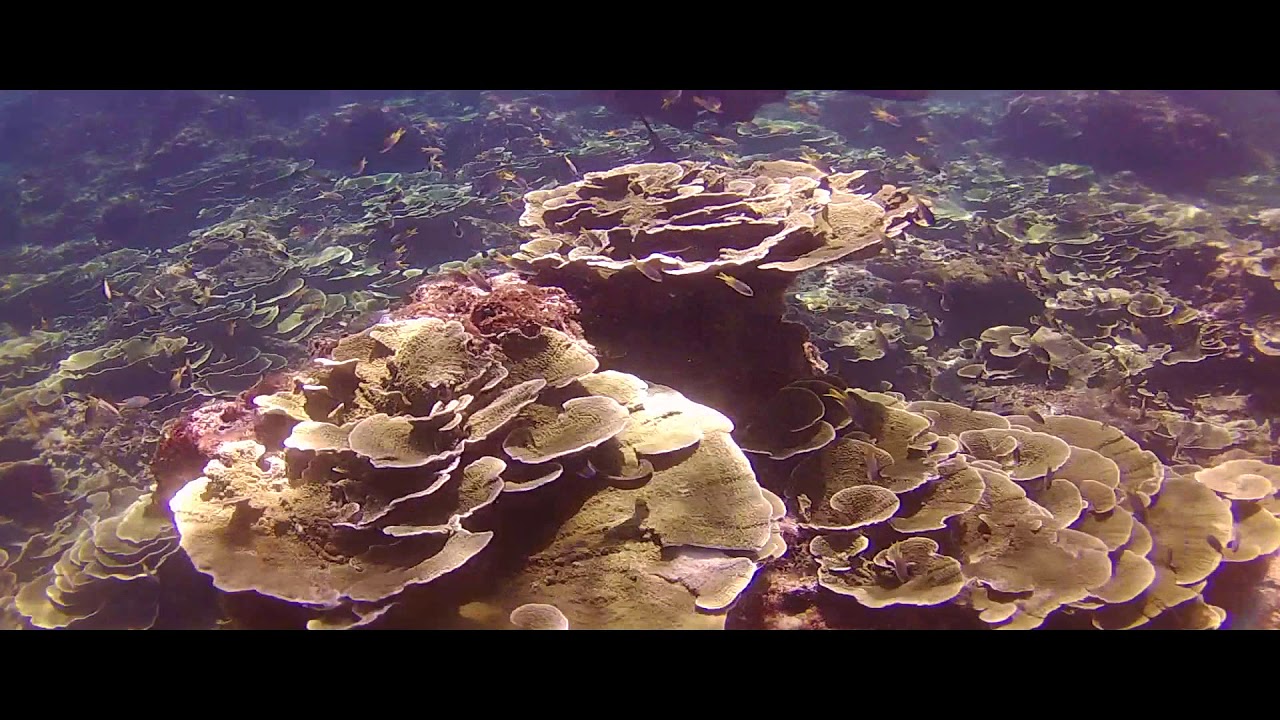 https://mdw-travel-data-us-east-1.s3.amazonaws.com/img/country/Thailand/Shark-Point/img_03.jpg