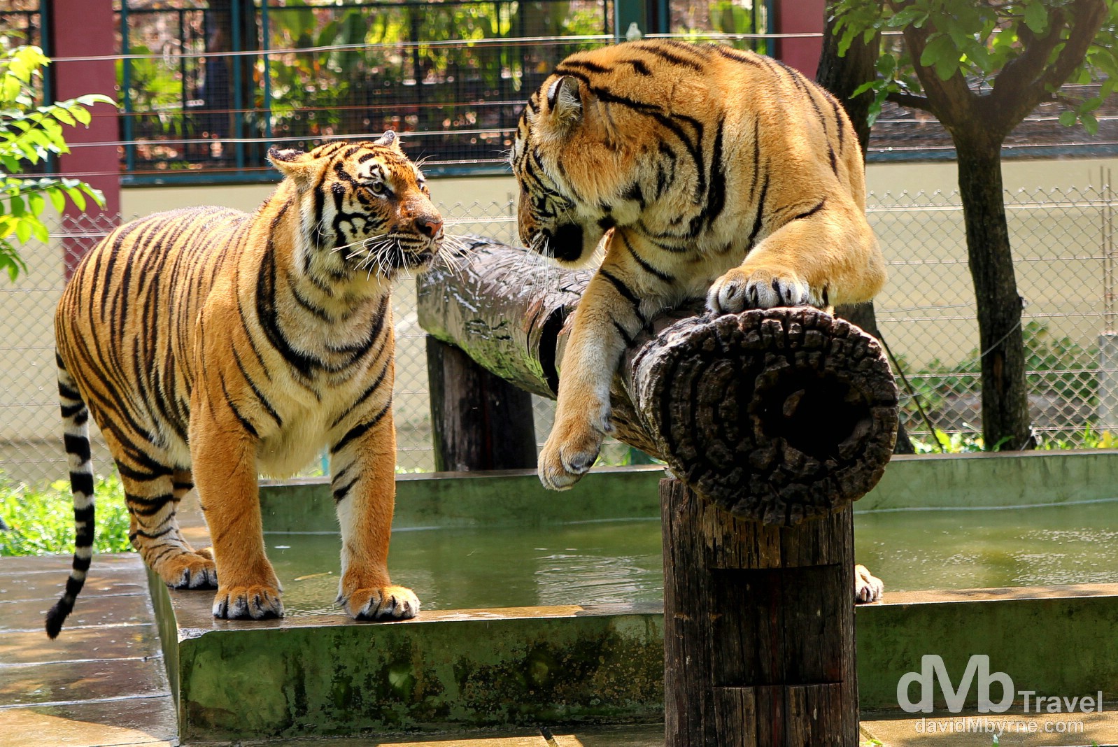 https://mdw-travel-data-us-east-1.s3.amazonaws.com/img/country/Thailand/Tiger-Kingdom-Chiang-Mai/img_00.jpg