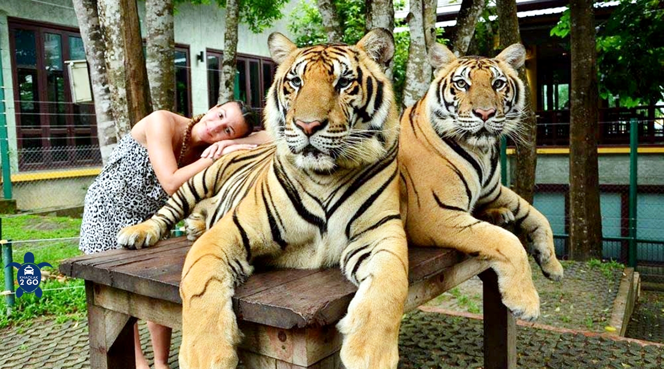 https://mdw-travel-data-us-east-1.s3.amazonaws.com/img/country/Thailand/Tiger-Kingdom/img_02.jpg