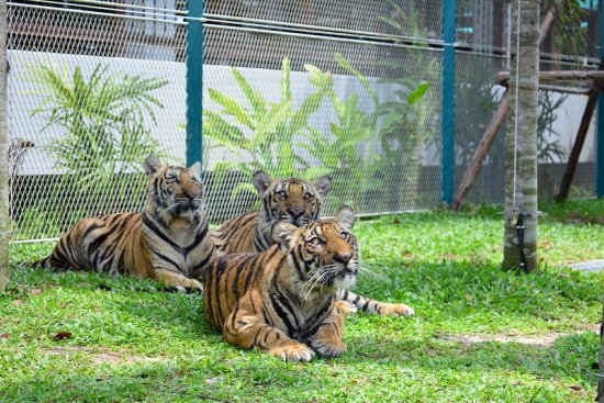 https://mdw-travel-data-us-east-1.s3.amazonaws.com/img/country/Thailand/Tiger-Park-Sattahip/img_00.jpg