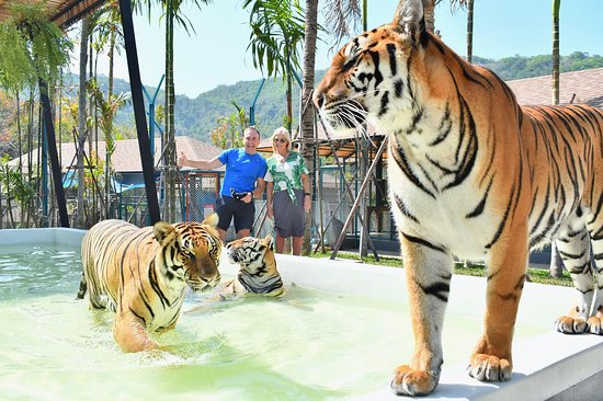 https://mdw-travel-data-us-east-1.s3.amazonaws.com/img/country/Thailand/Tiger-Park-Sattahip/img_01.jpg