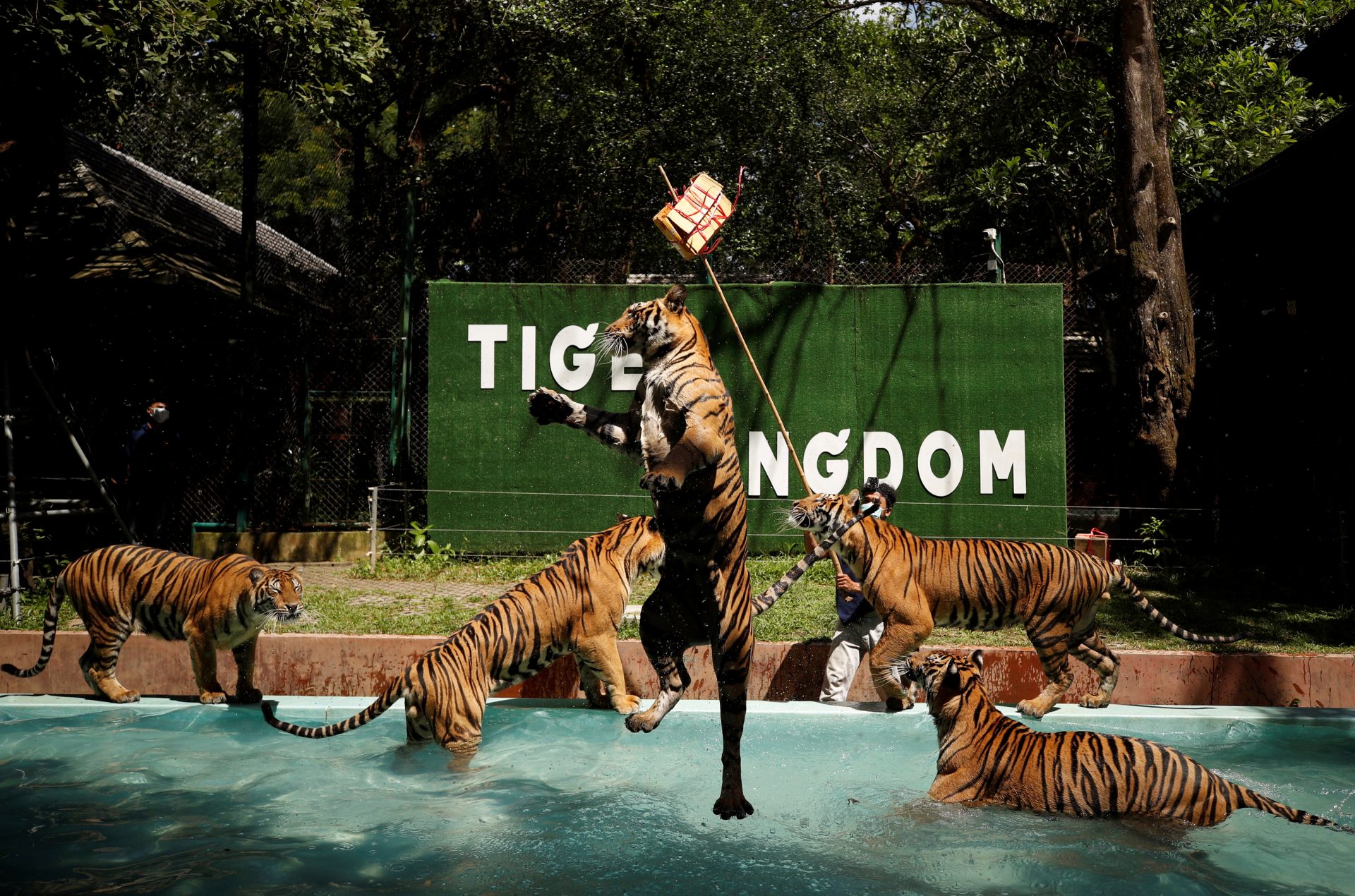 https://mdw-travel-data-us-east-1.s3.amazonaws.com/img/country/Thailand/Tiger-Park-Sattahip/img_02.jpg