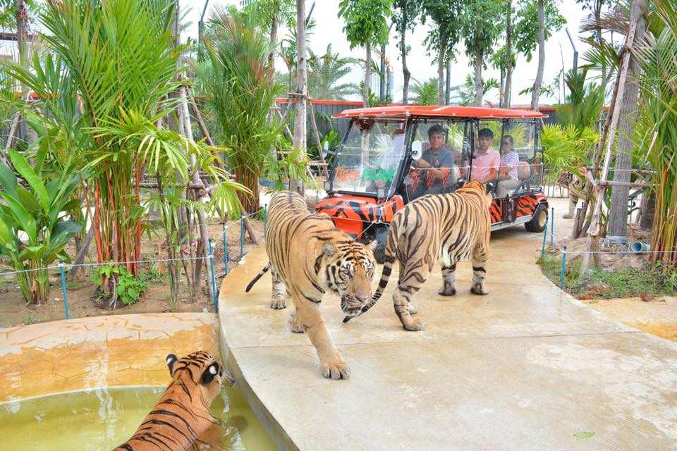 https://mdw-travel-data-us-east-1.s3.amazonaws.com/img/country/Thailand/Tiger-Park-Sattahip/img_03.jpg