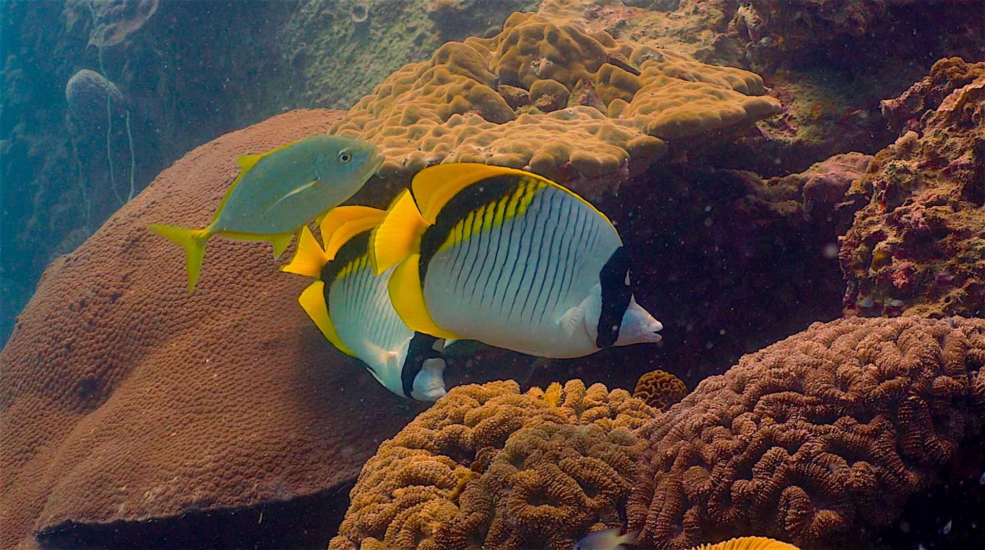 https://mdw-travel-data-us-east-1.s3.amazonaws.com/img/country/Thailand/Twins-Dive-Site/img_03.jpg